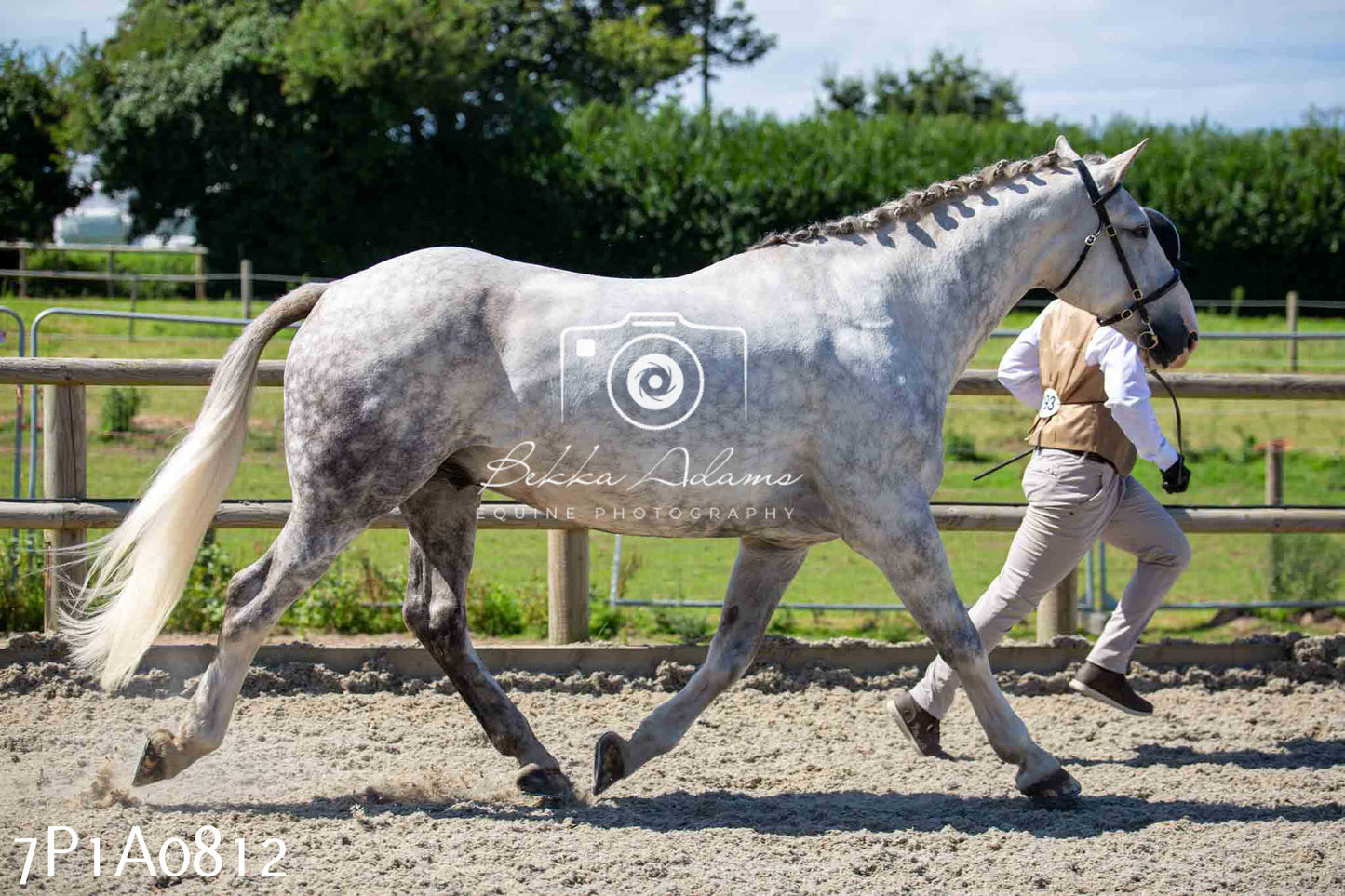 Home Farm Annual Show - Inhand Showing 19th August 2023