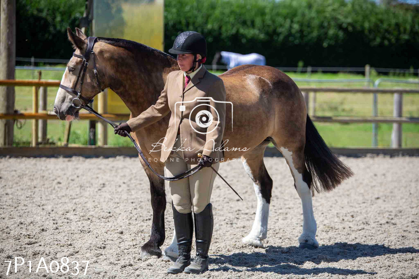 Home Farm Annual Show - Inhand Showing 19th August 2023