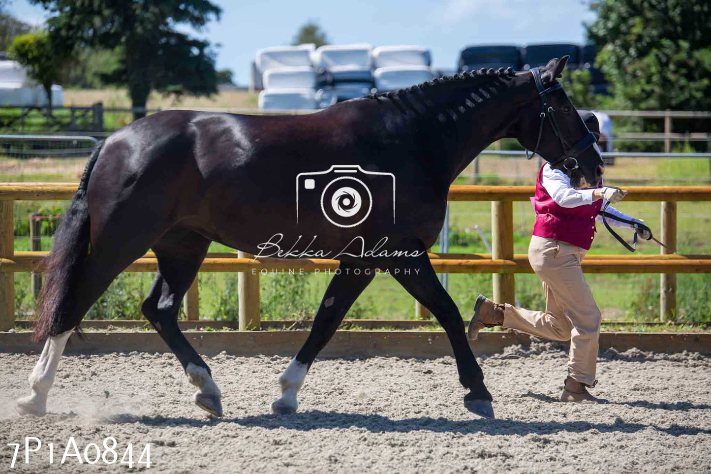Home Farm Annual Show - Inhand Showing 19th August 2023