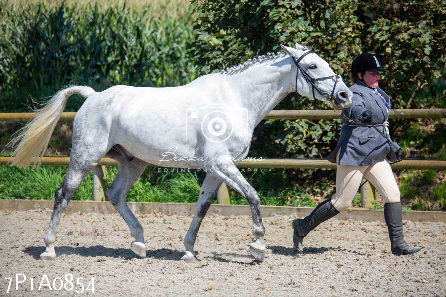 Home Farm Annual Show - Inhand Showing 19th August 2023