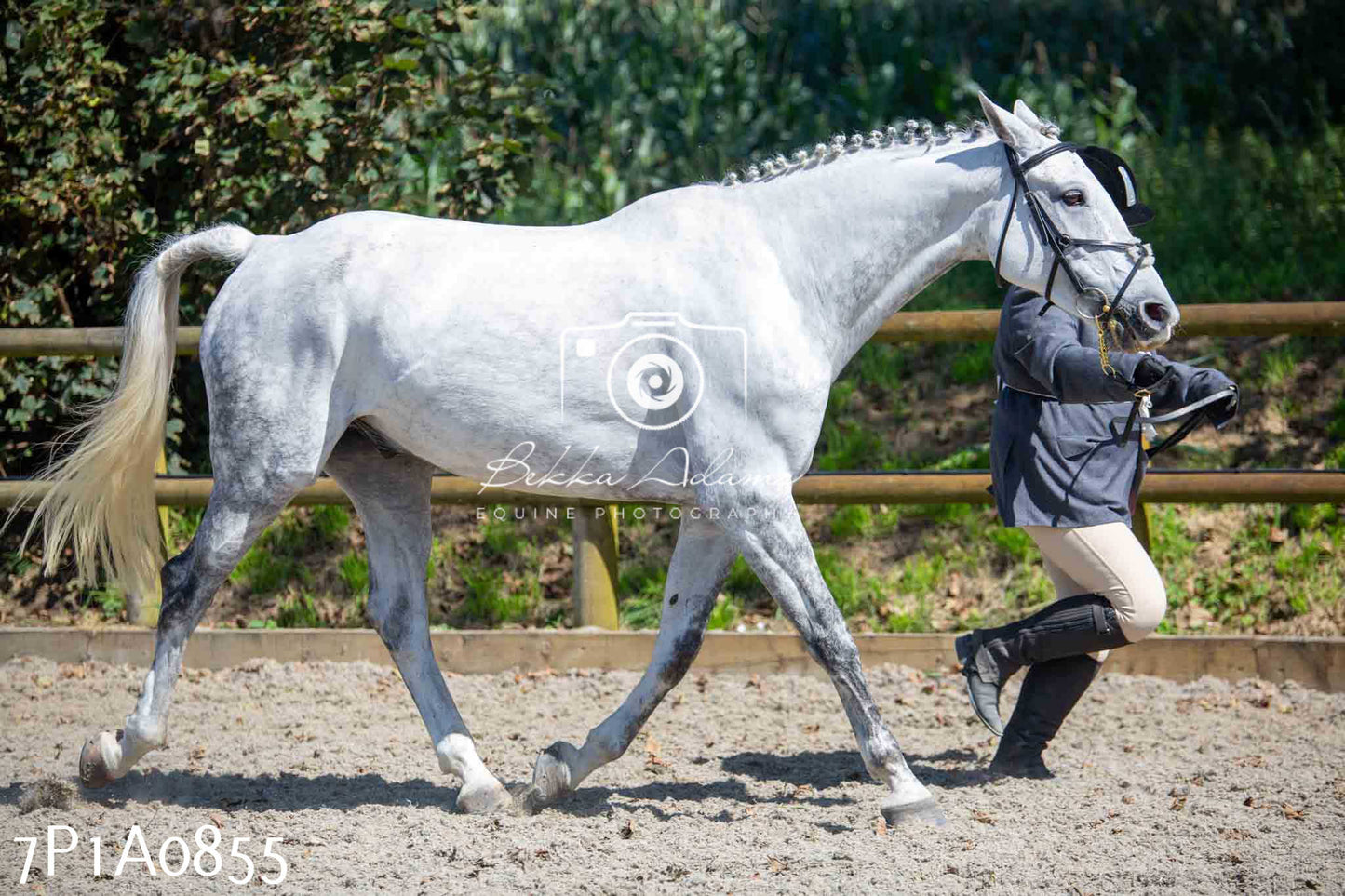 Home Farm Annual Show - Inhand Showing 19th August 2023