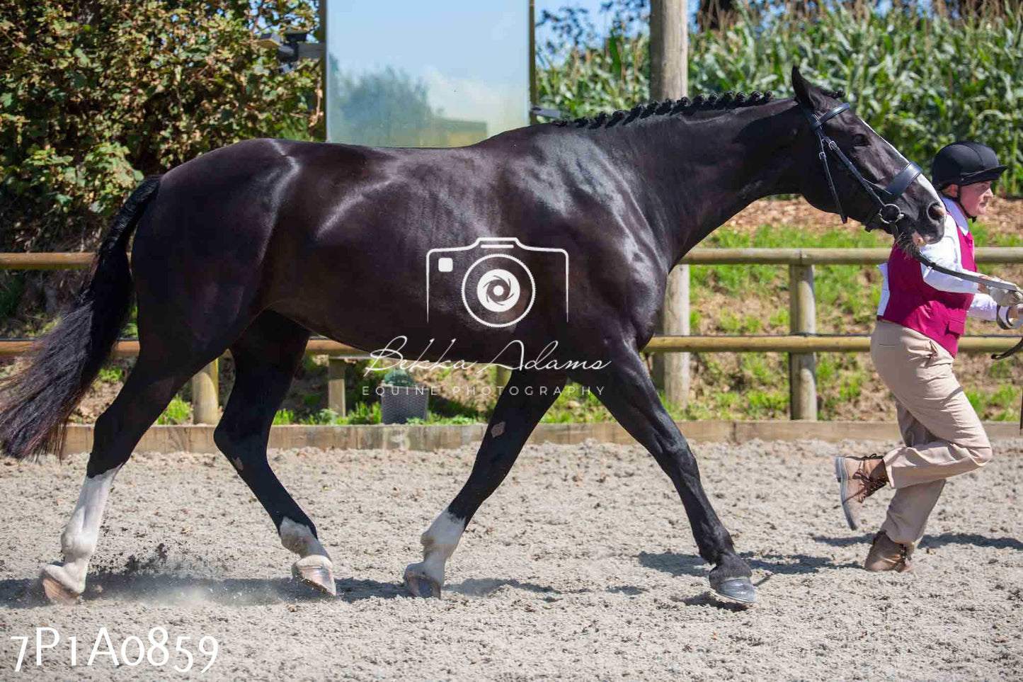 Home Farm Annual Show - Inhand Showing 19th August 2023