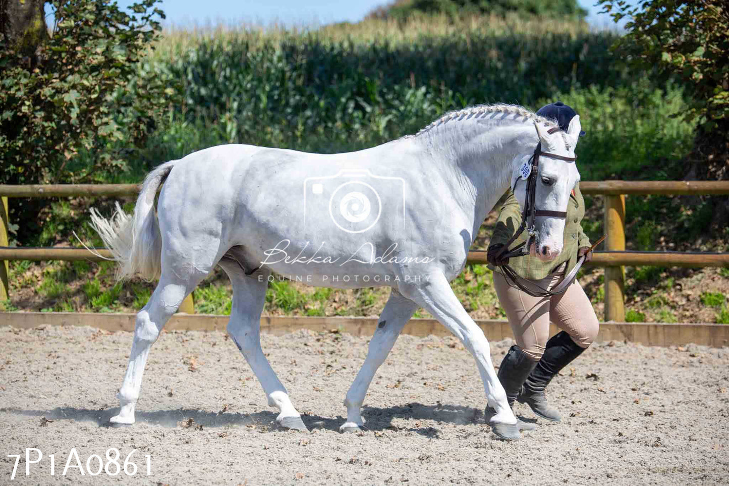 Home Farm Annual Show - Inhand Showing 19th August 2023