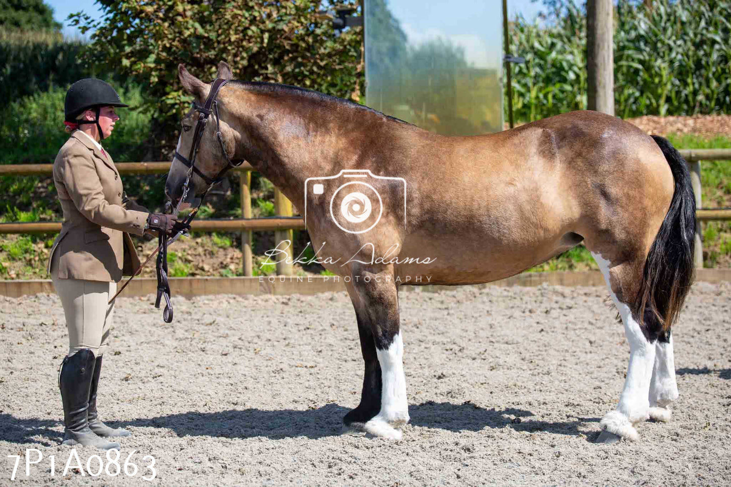 Home Farm Annual Show - Inhand Showing 19th August 2023