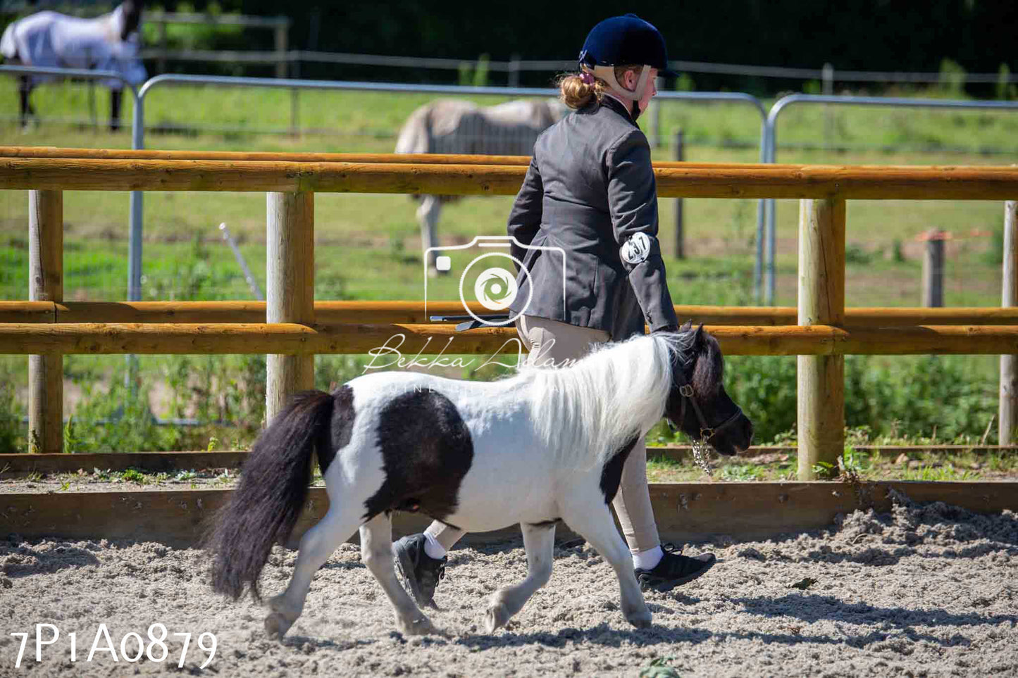 Home Farm Annual Show - Inhand Showing 19th August 2023