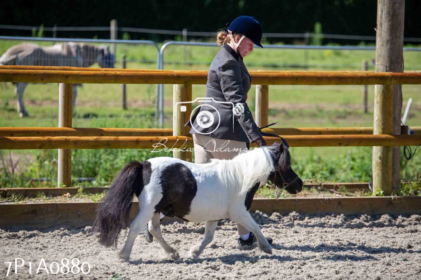 Home Farm Annual Show - Inhand Showing 19th August 2023