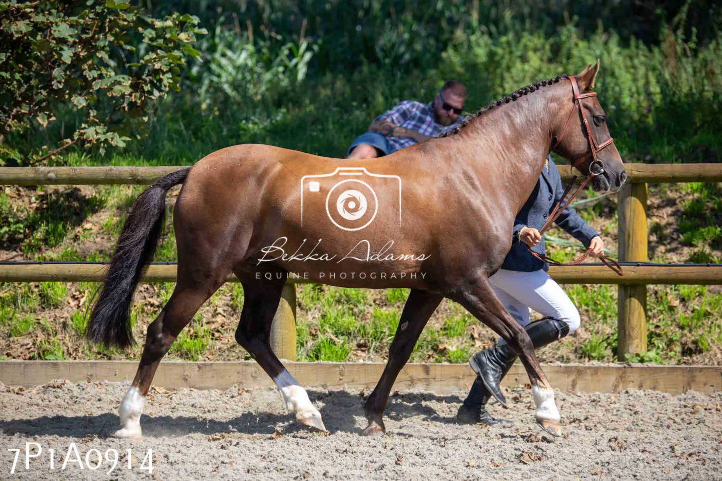 Home Farm Annual Show - Inhand Showing 19th August 2023