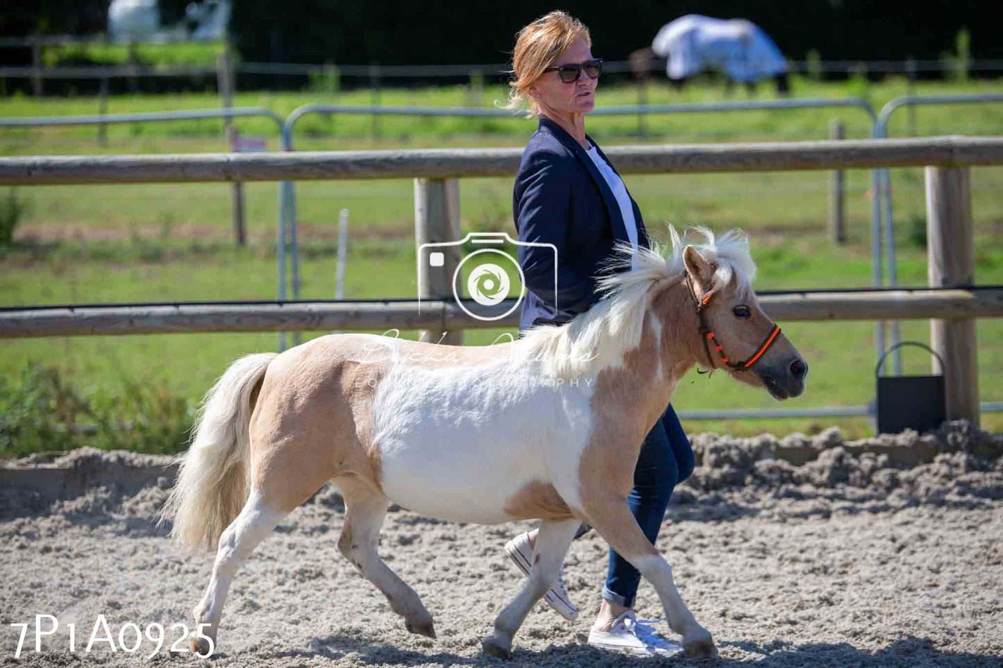 Home Farm Annual Show - Inhand Showing 19th August 2023