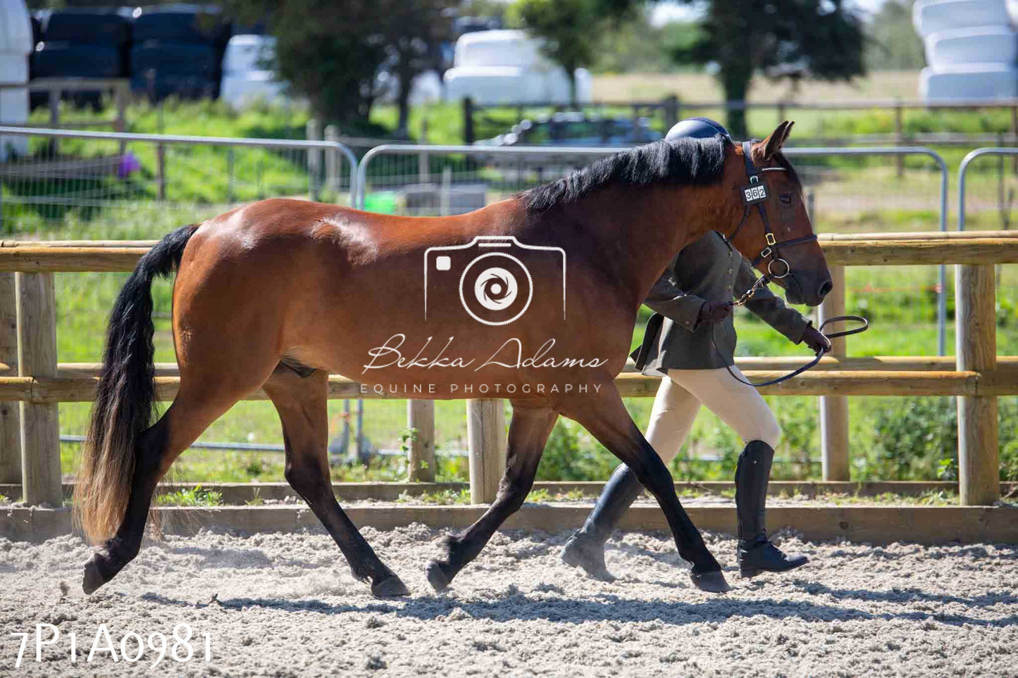 Home Farm Annual Show - Inhand Showing 19th August 2023