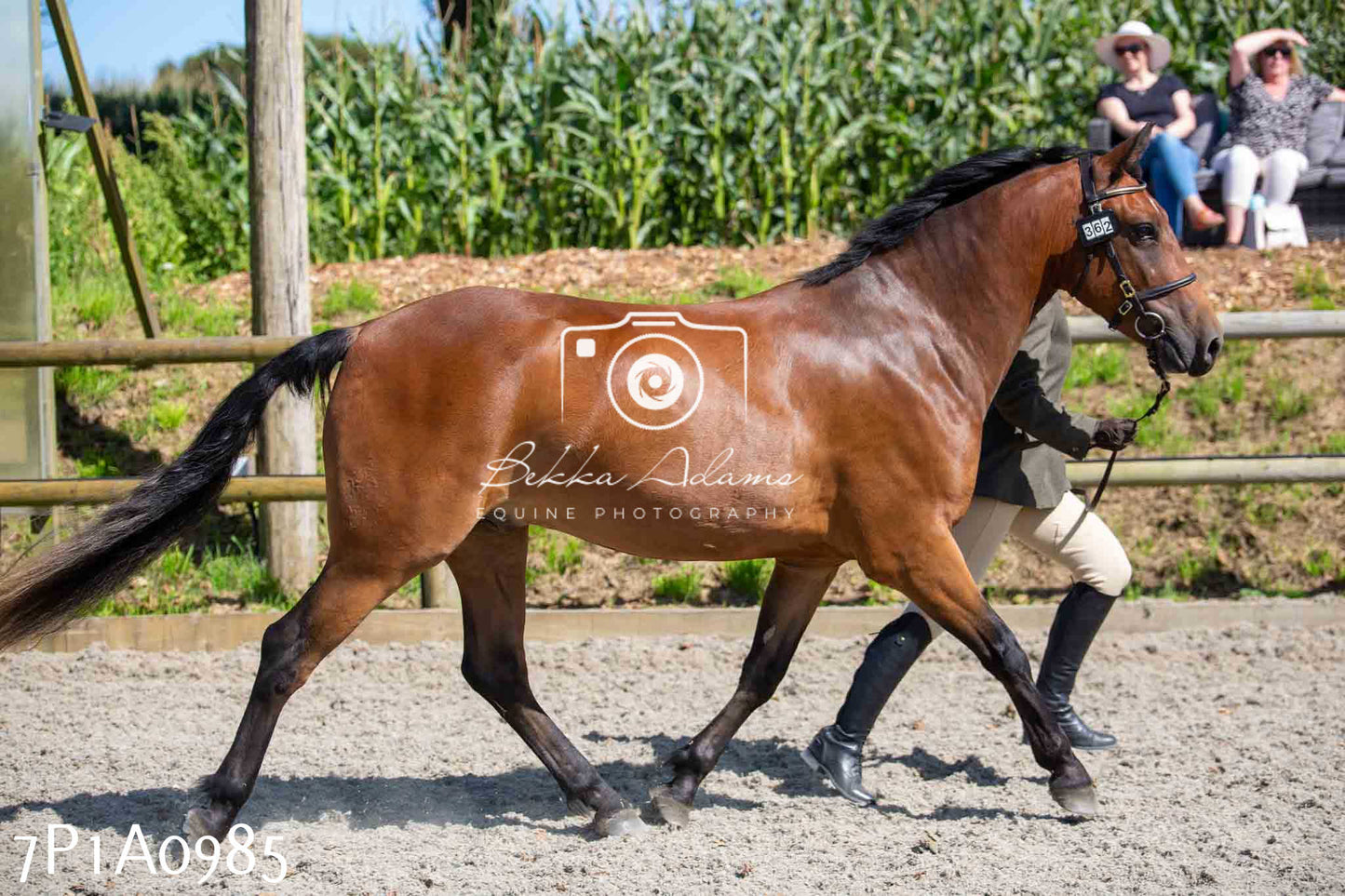 Home Farm Annual Show - Inhand Showing 19th August 2023