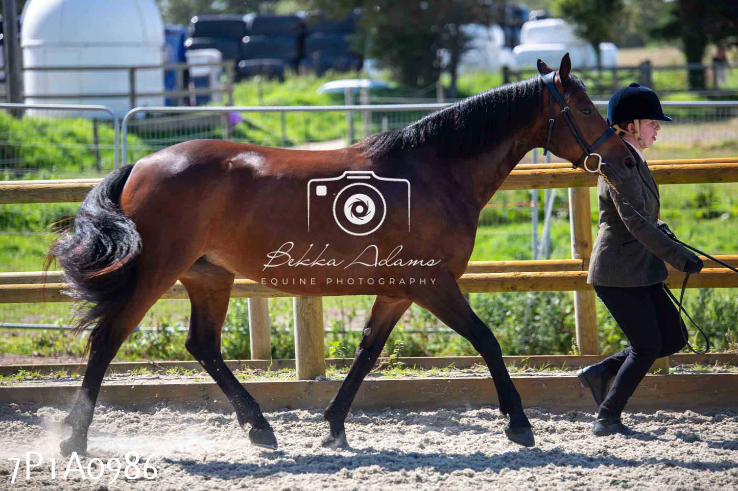 Home Farm Annual Show - Inhand Showing 19th August 2023