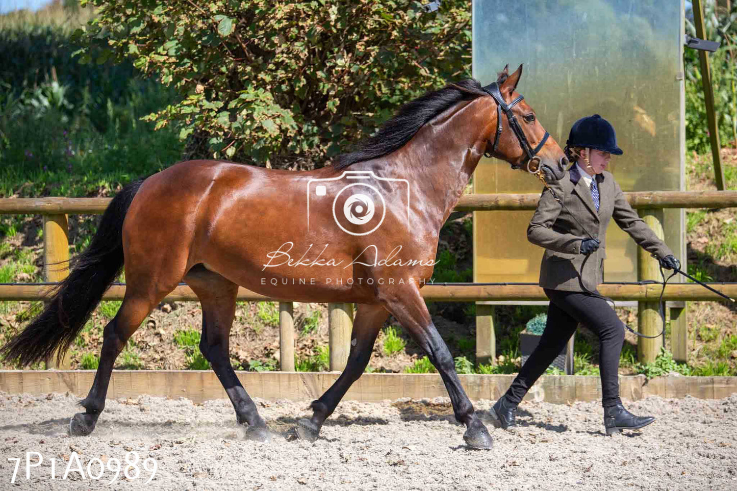 Home Farm Annual Show - Inhand Showing 19th August 2023