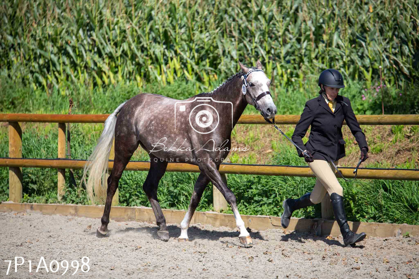 Home Farm Annual Show - Inhand Showing 19th August 2023