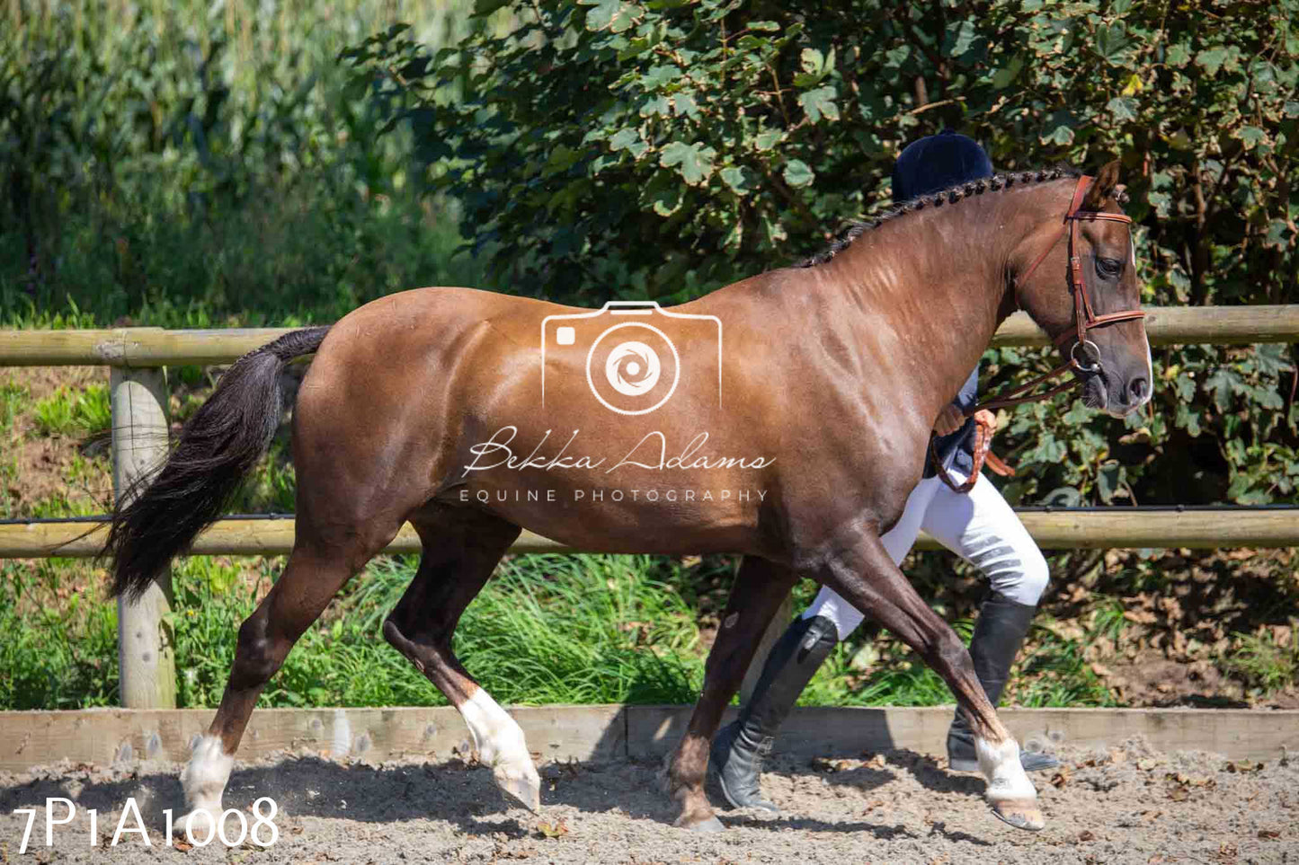 Home Farm Annual Show - Inhand Showing 19th August 2023