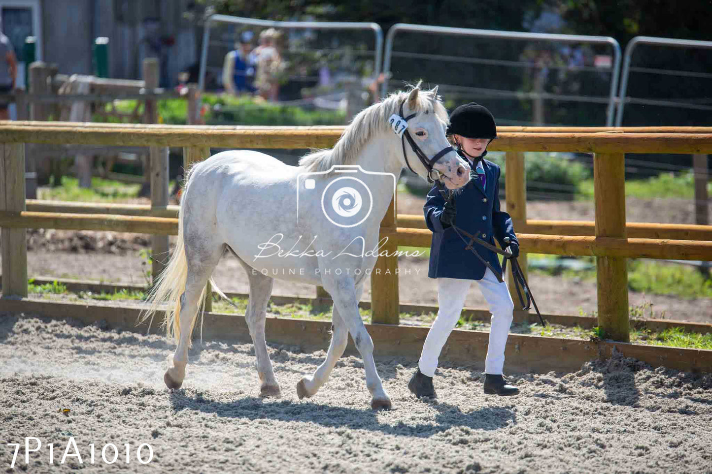 Home Farm Annual Show - Inhand Showing 19th August 2023