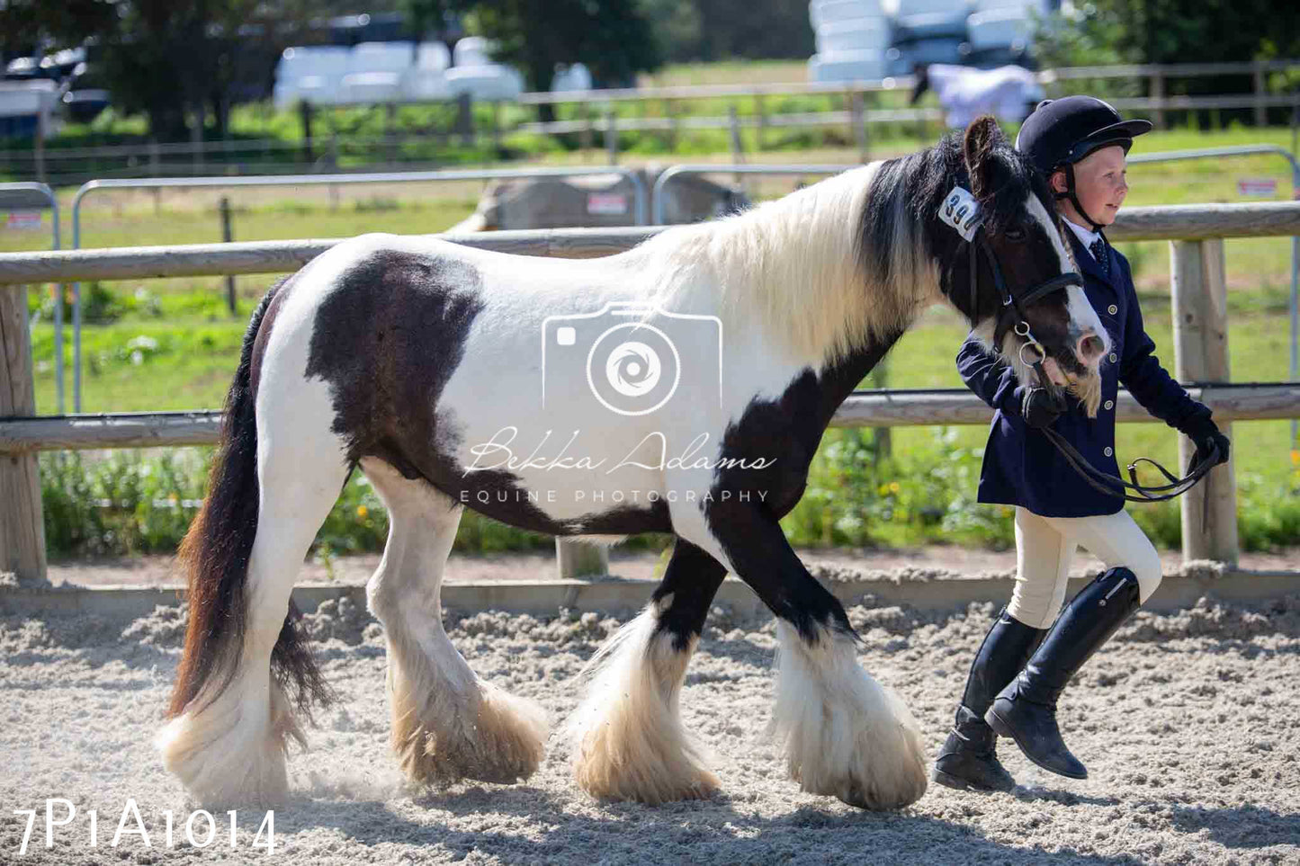 Home Farm Annual Show - Inhand Showing 19th August 2023