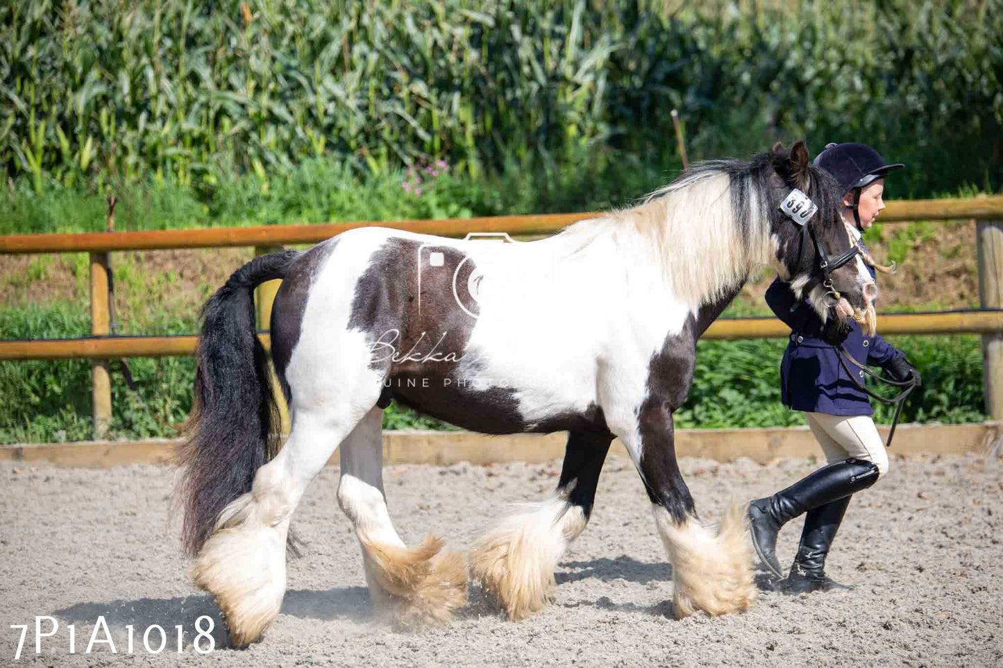 Home Farm Annual Show - Inhand Showing 19th August 2023