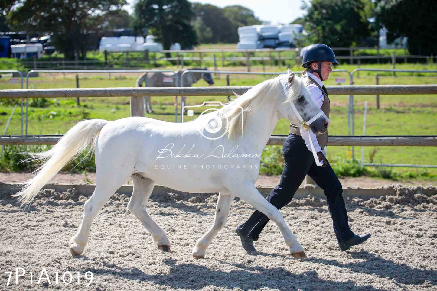 Home Farm Annual Show - Inhand Showing 19th August 2023