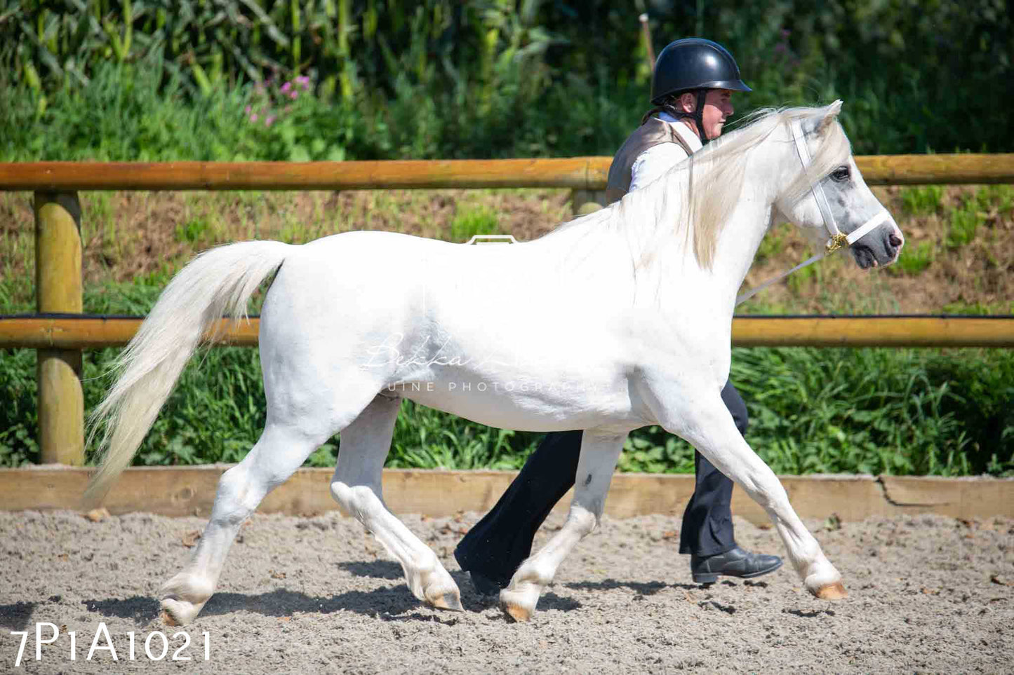Home Farm Annual Show - Inhand Showing 19th August 2023