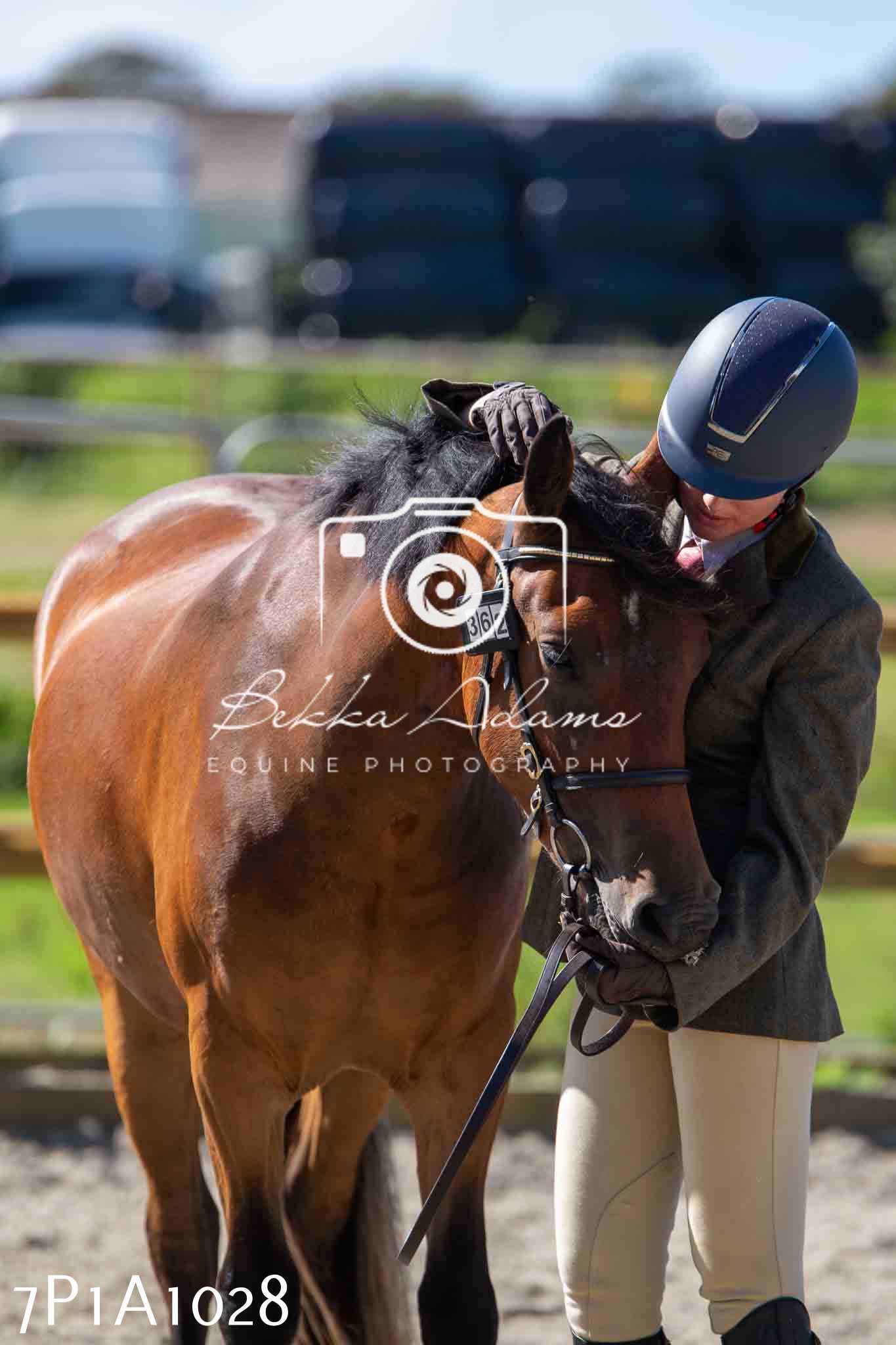 Home Farm Annual Show - Inhand Showing 19th August 2023