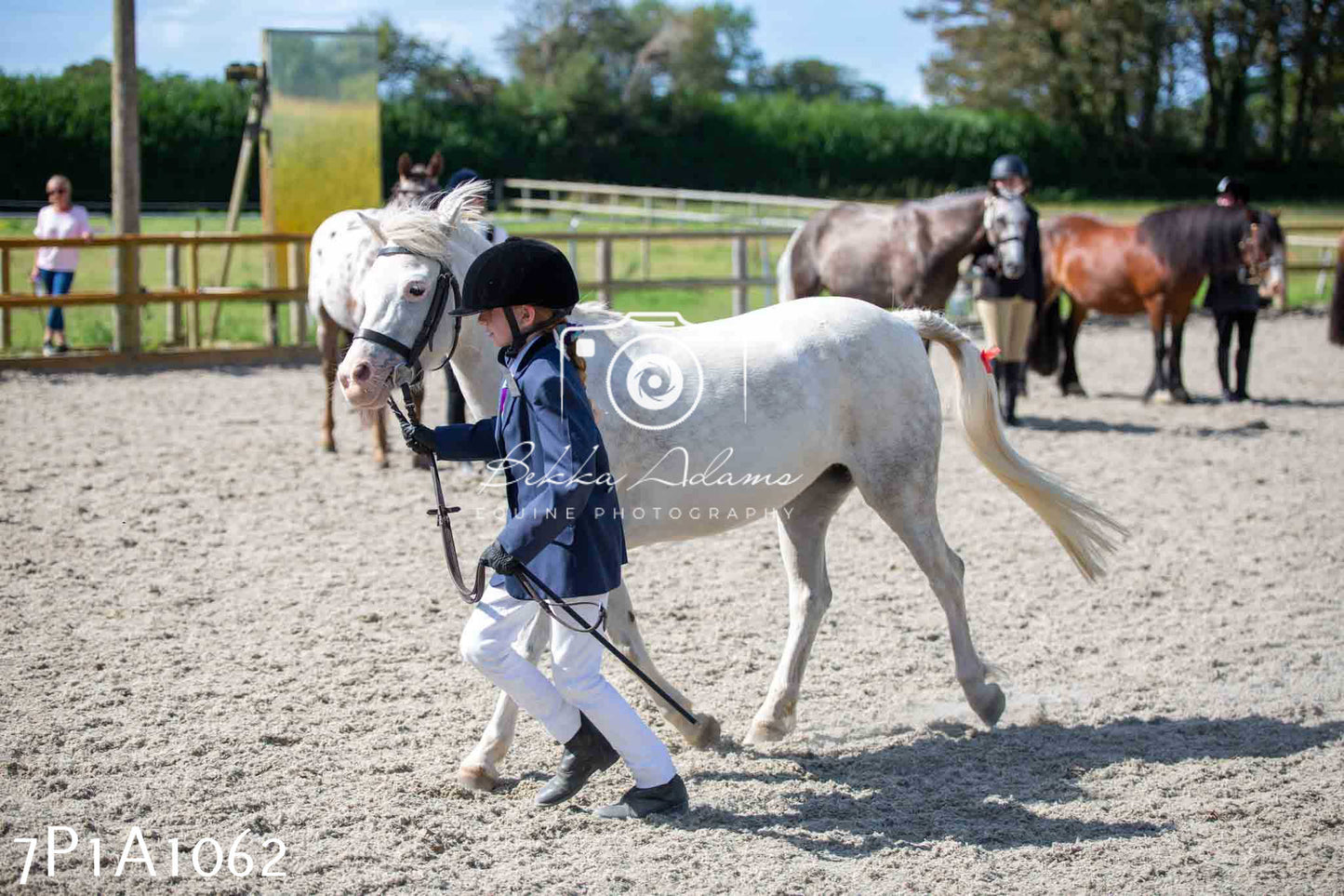 Home Farm Annual Show - Inhand Showing 19th August 2023