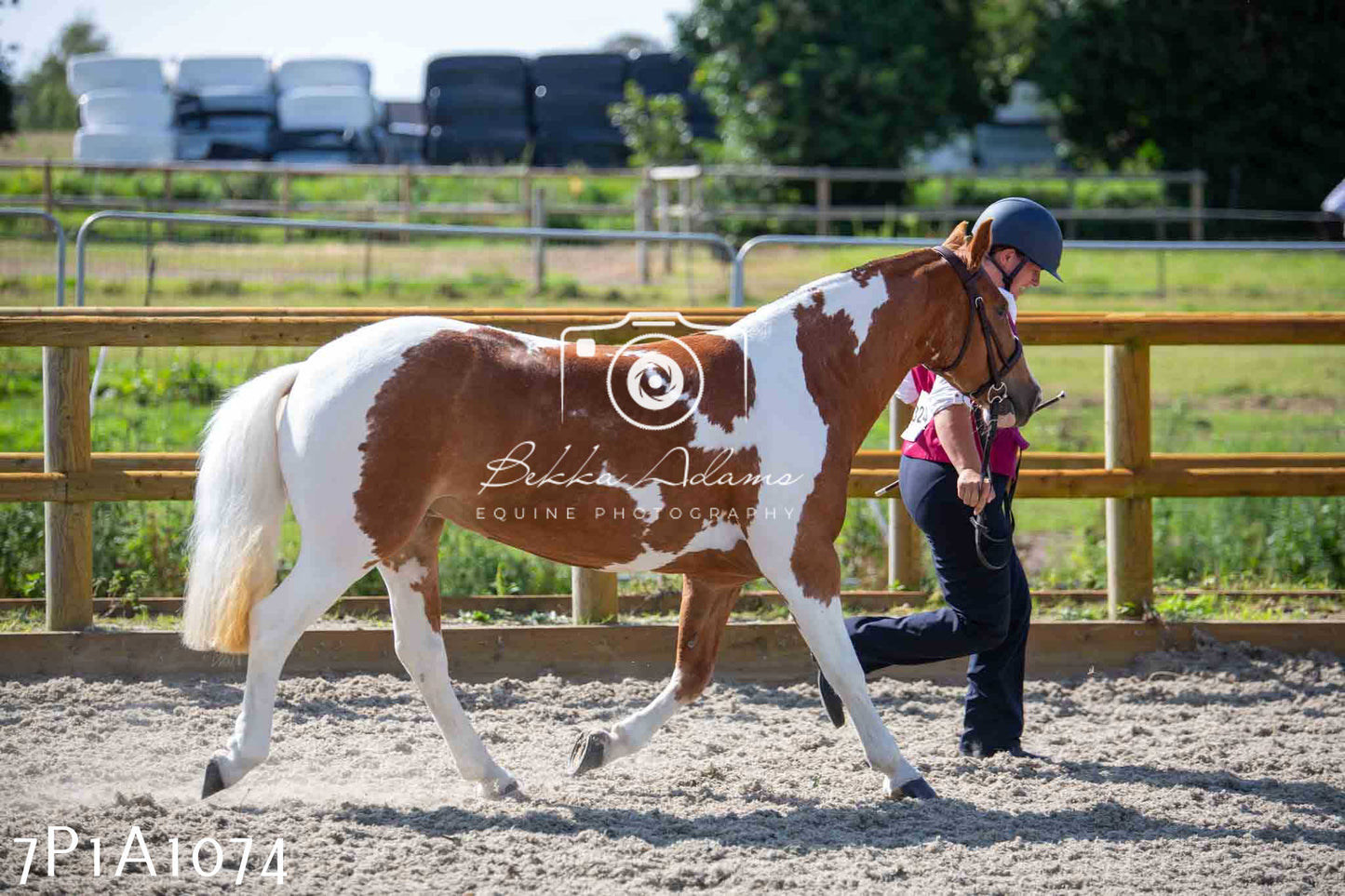 Home Farm Annual Show - Inhand Showing 19th August 2023