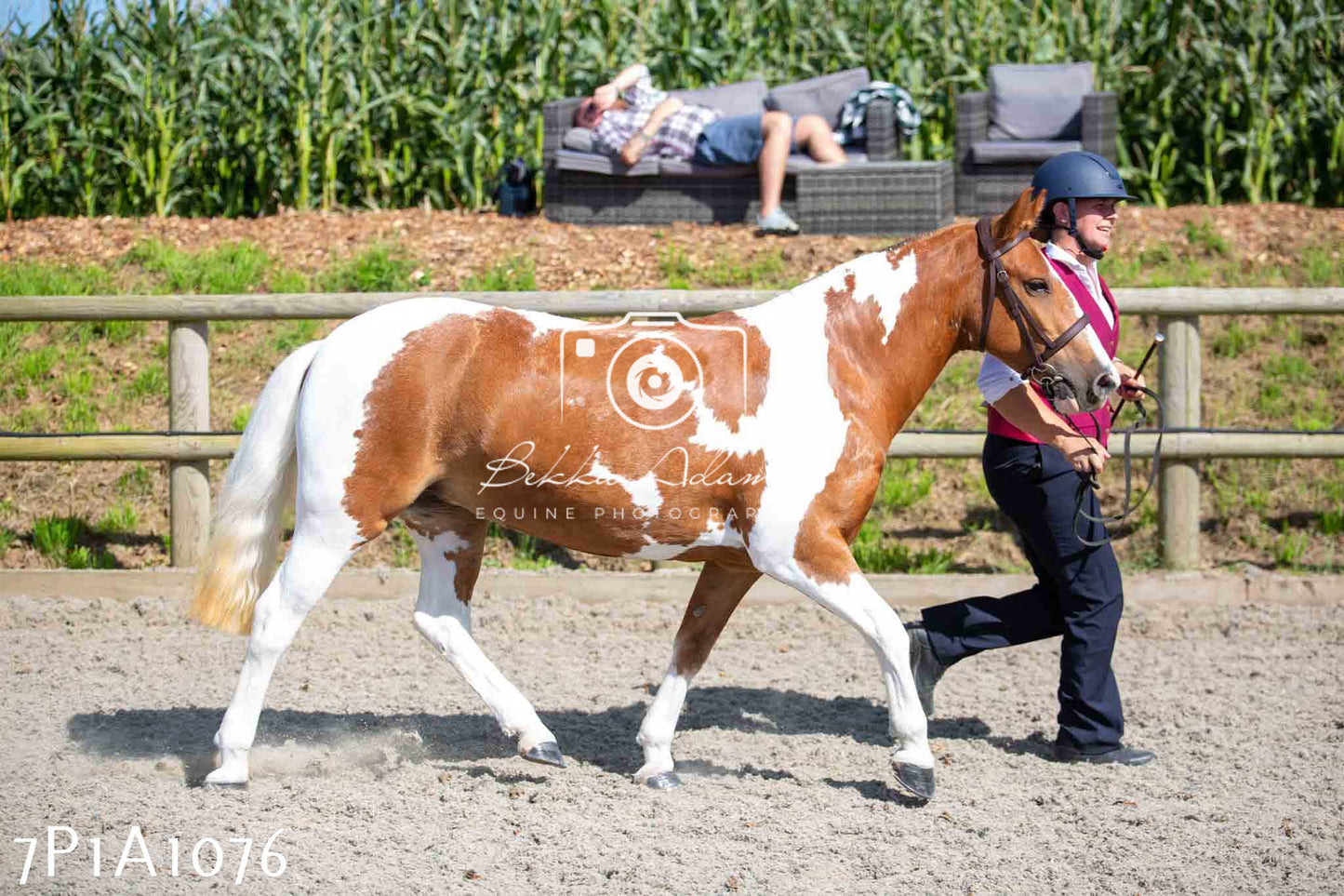 Home Farm Annual Show - Inhand Showing 19th August 2023