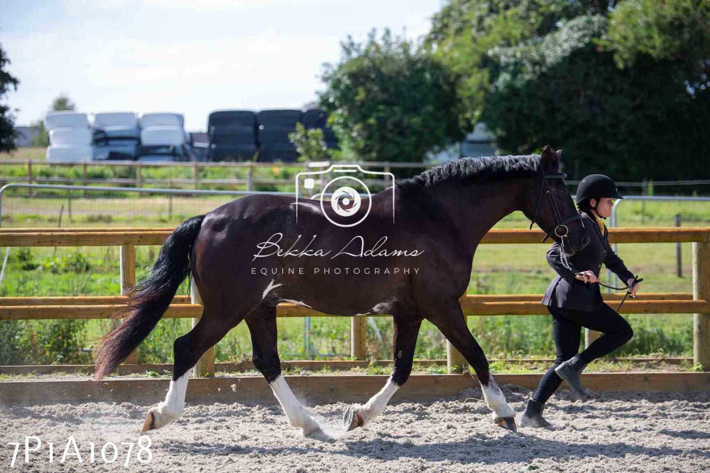 Home Farm Annual Show - Inhand Showing 19th August 2023