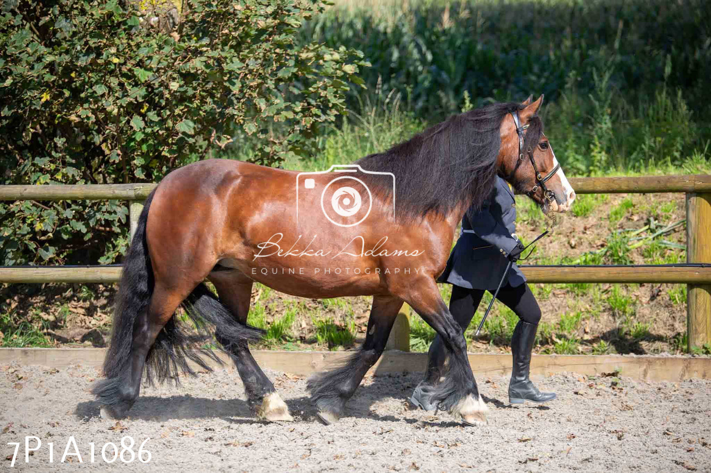 Home Farm Annual Show - Inhand Showing 19th August 2023