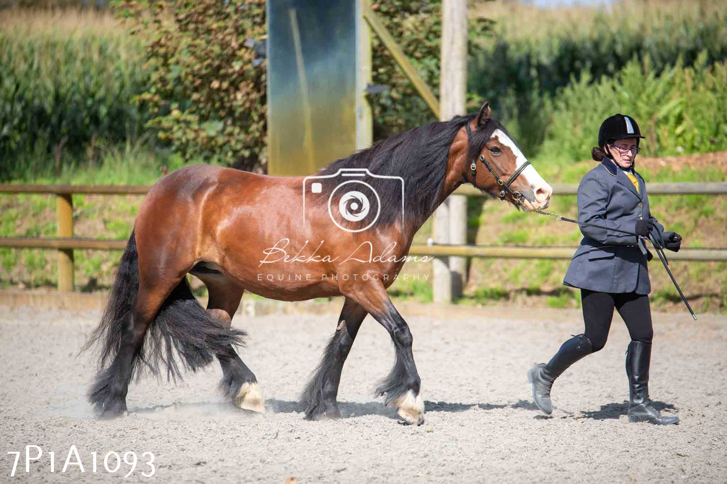 Home Farm Annual Show - Inhand Showing 19th August 2023