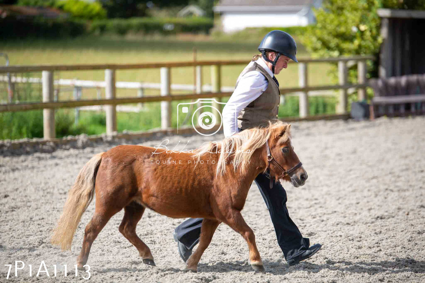 Home Farm Annual Show - Inhand Showing 19th August 2023
