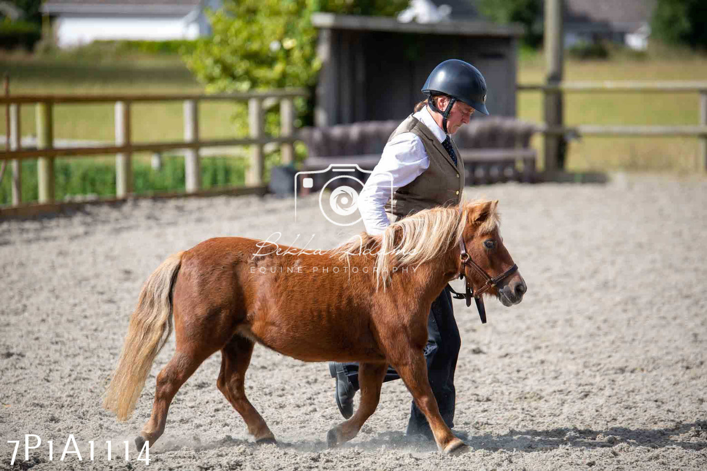 Home Farm Annual Show - Inhand Showing 19th August 2023
