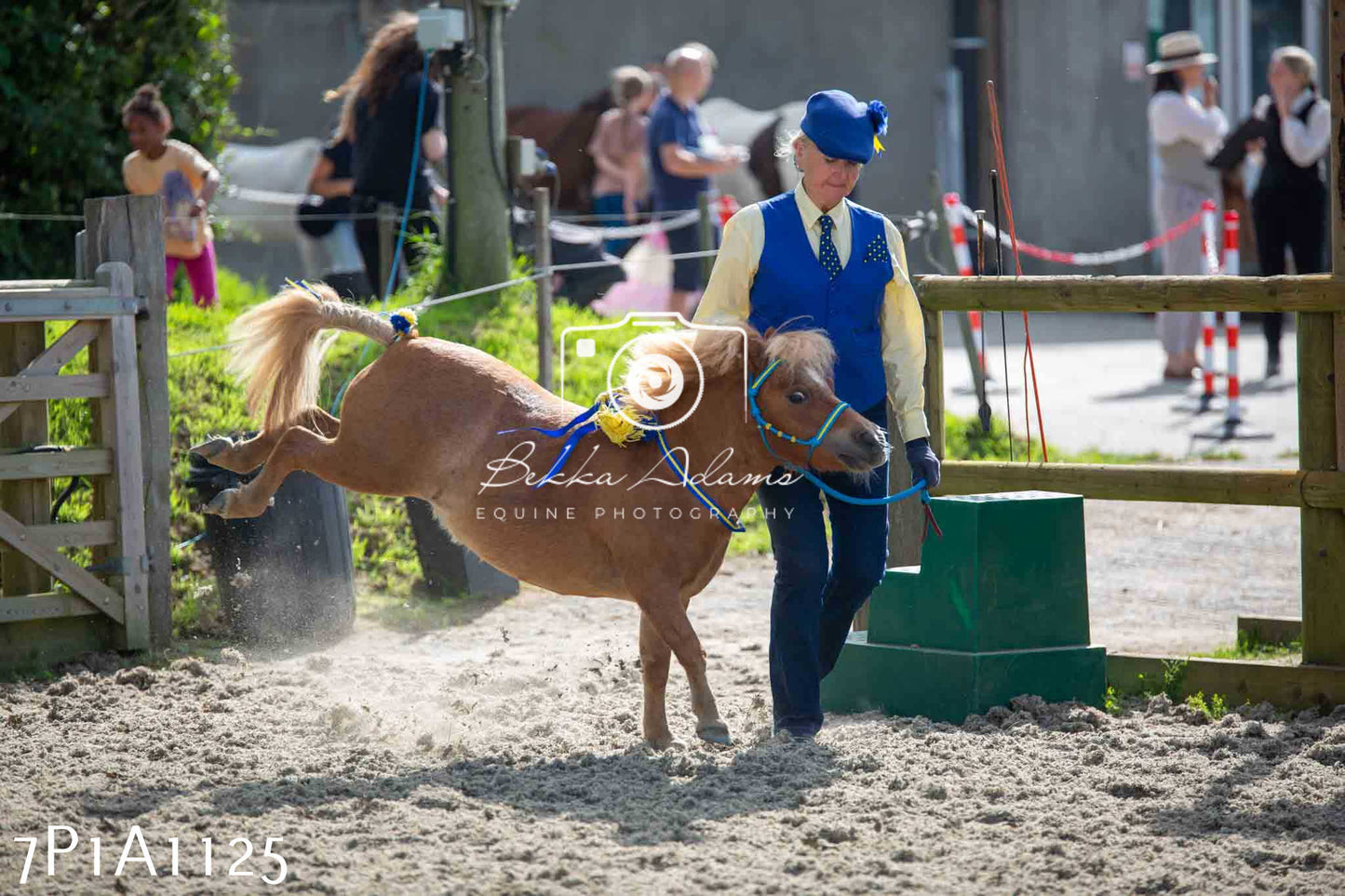 Home Farm Annual Show - Inhand Showing 19th August 2023