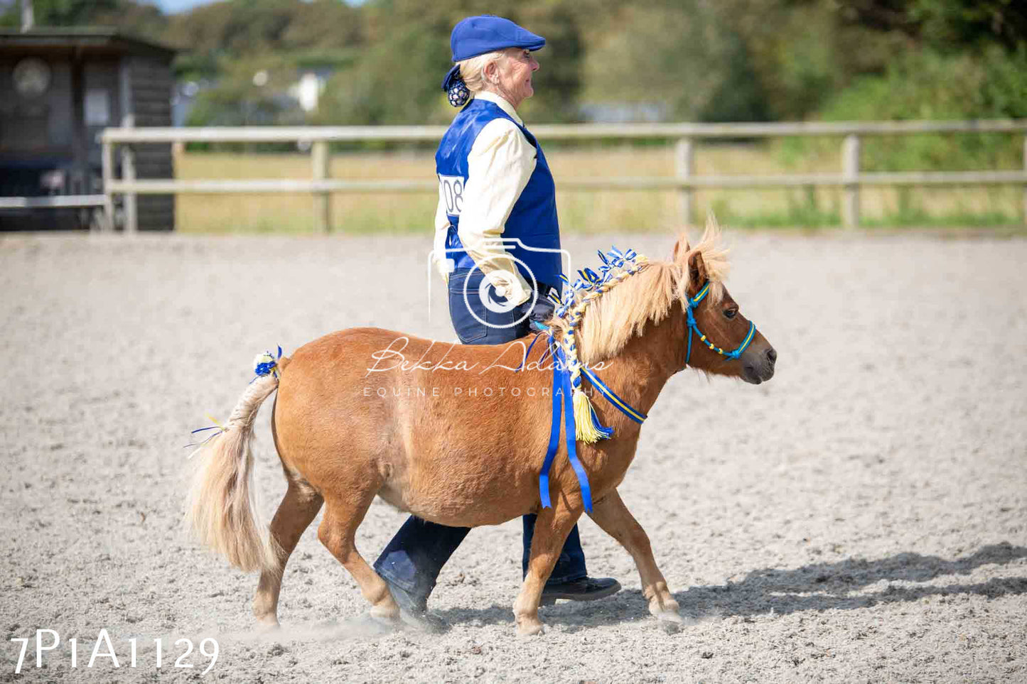 Home Farm Annual Show - Inhand Showing 19th August 2023