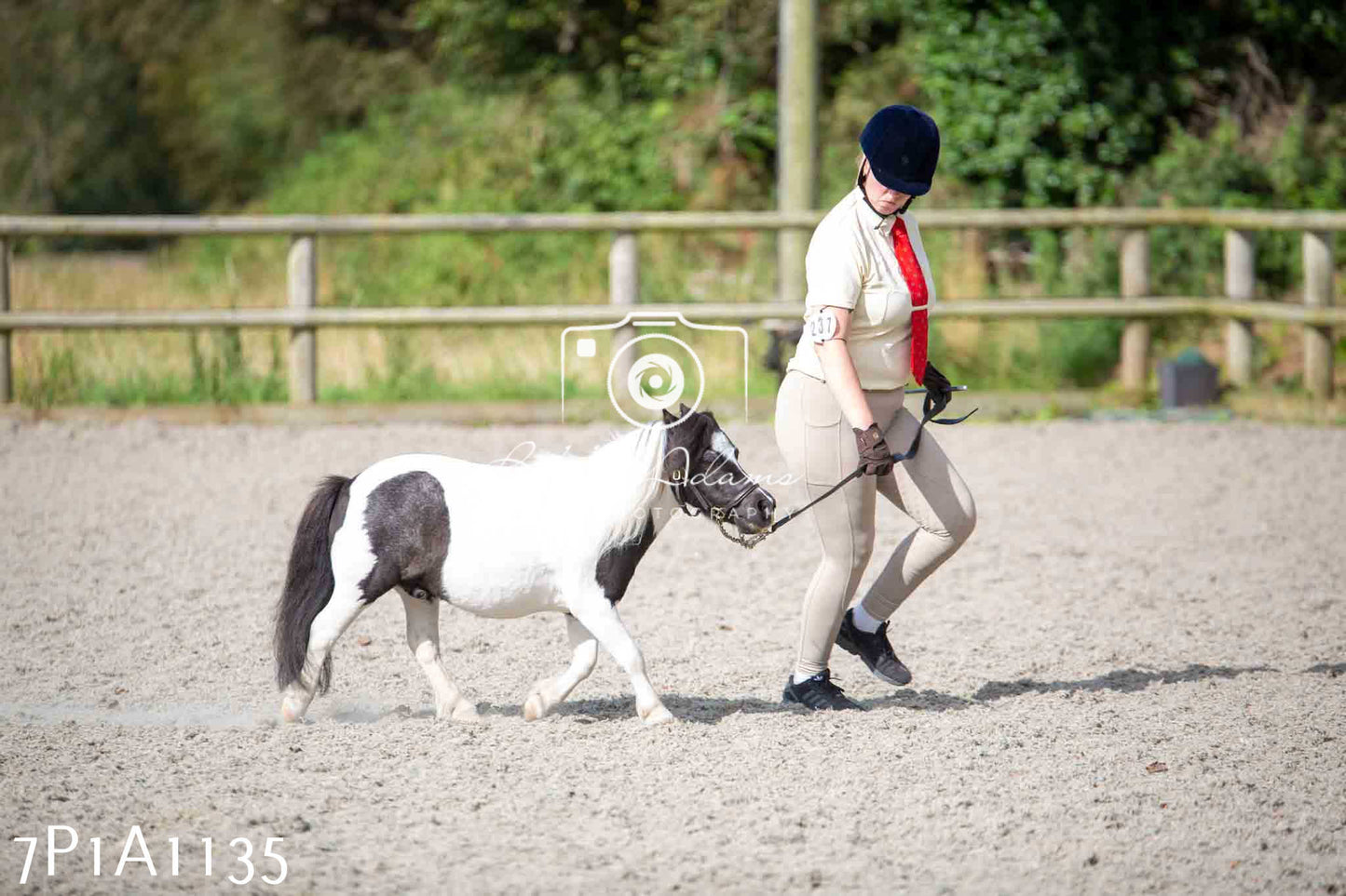 Home Farm Annual Show - Inhand Showing 19th August 2023