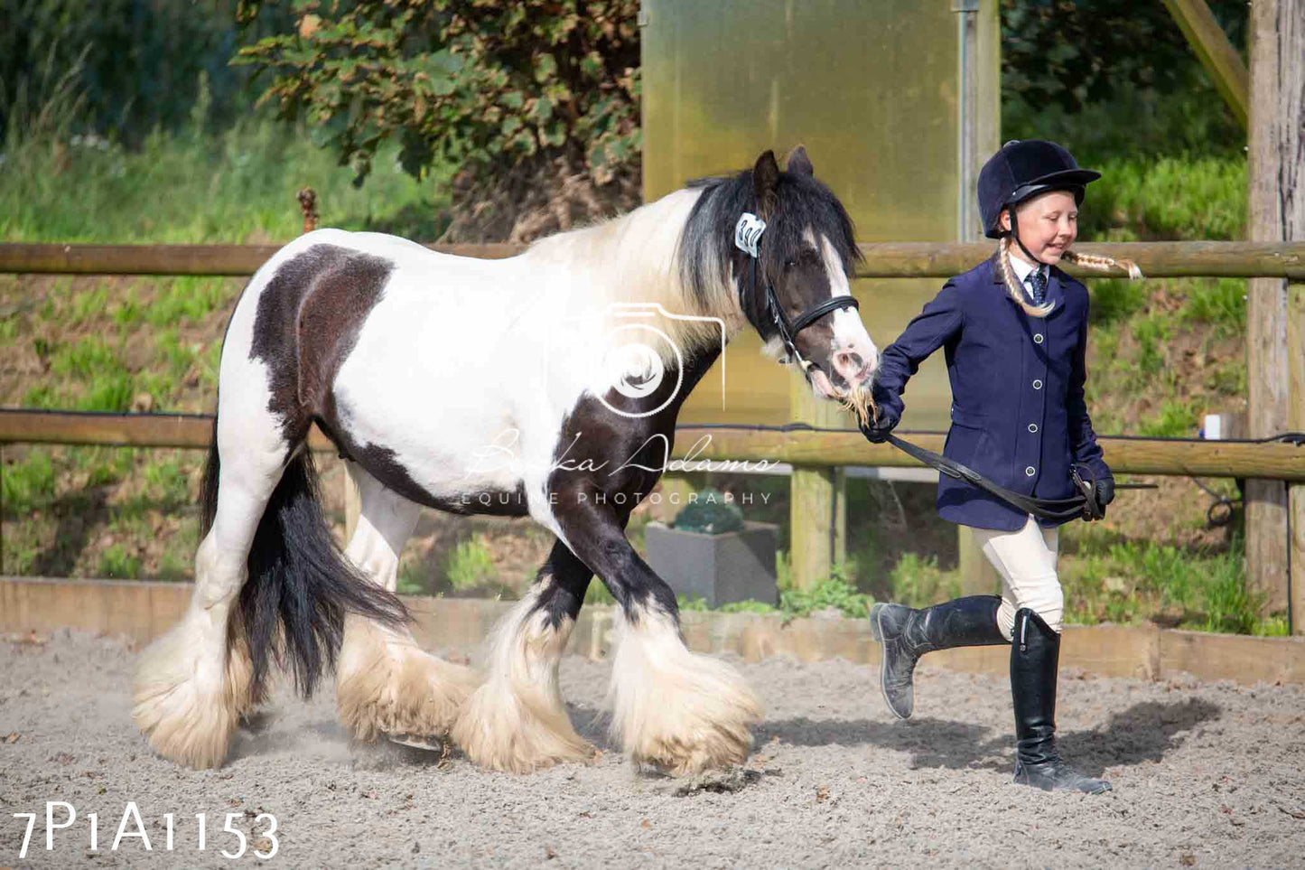 Home Farm Annual Show - Inhand Showing 19th August 2023