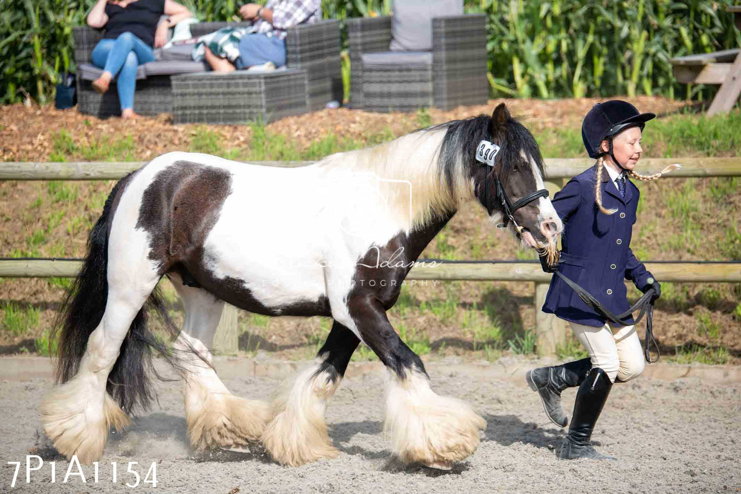 Home Farm Annual Show - Inhand Showing 19th August 2023