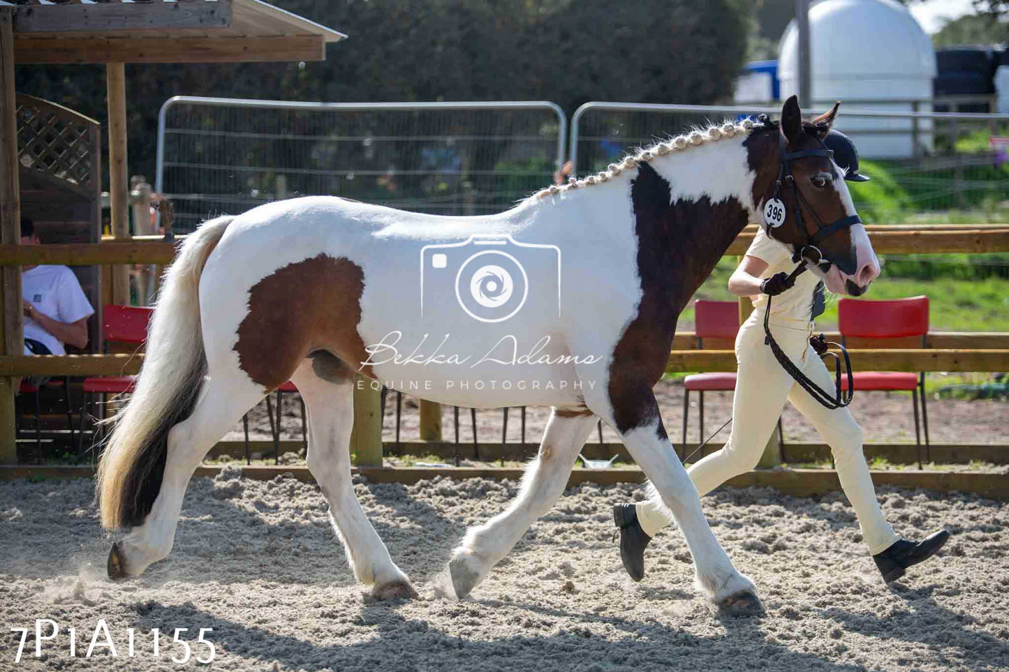 Home Farm Annual Show - Inhand Showing 19th August 2023