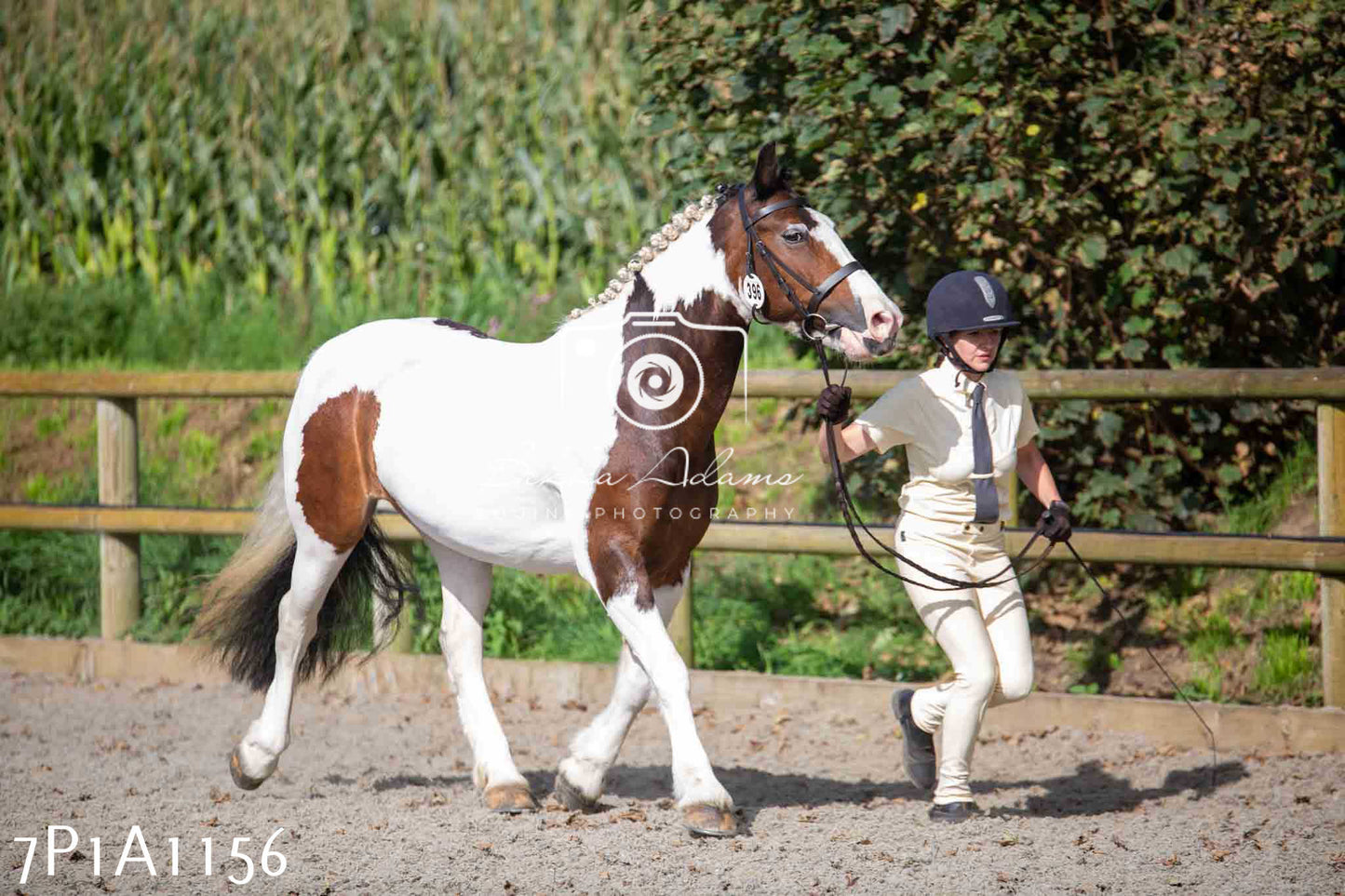 Home Farm Annual Show - Inhand Showing 19th August 2023