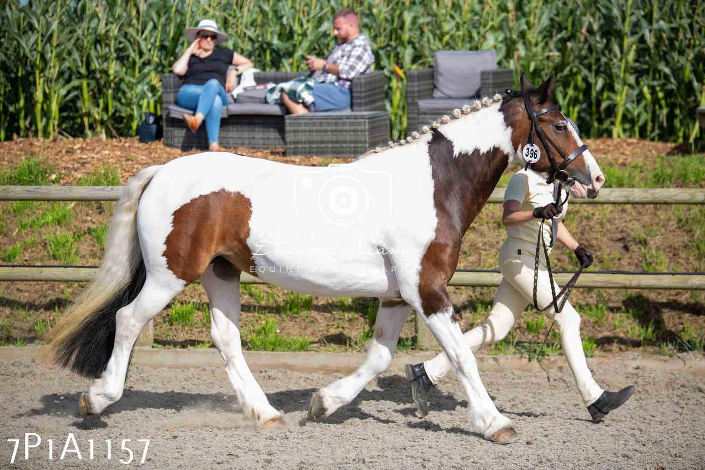 Home Farm Annual Show - Inhand Showing 19th August 2023