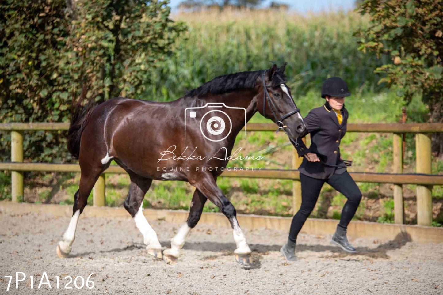 Home Farm Annual Show - Inhand Showing 19th August 2023