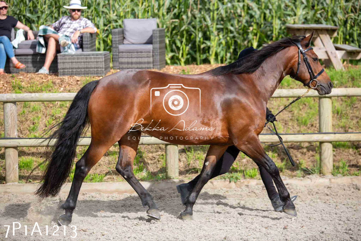 Home Farm Annual Show - Inhand Showing 19th August 2023