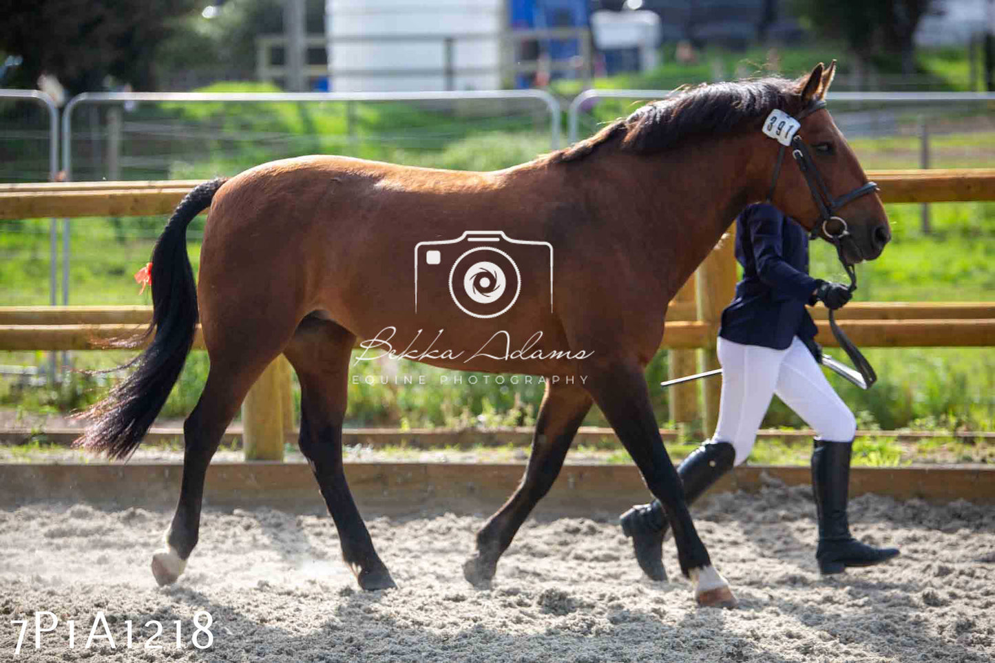 Home Farm Annual Show - Inhand Showing 19th August 2023