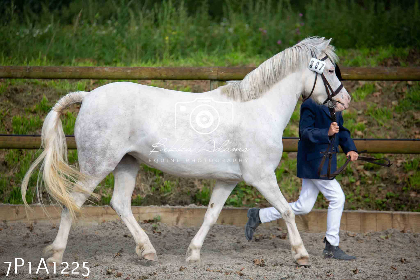 Home Farm Annual Show - Inhand Showing 19th August 2023