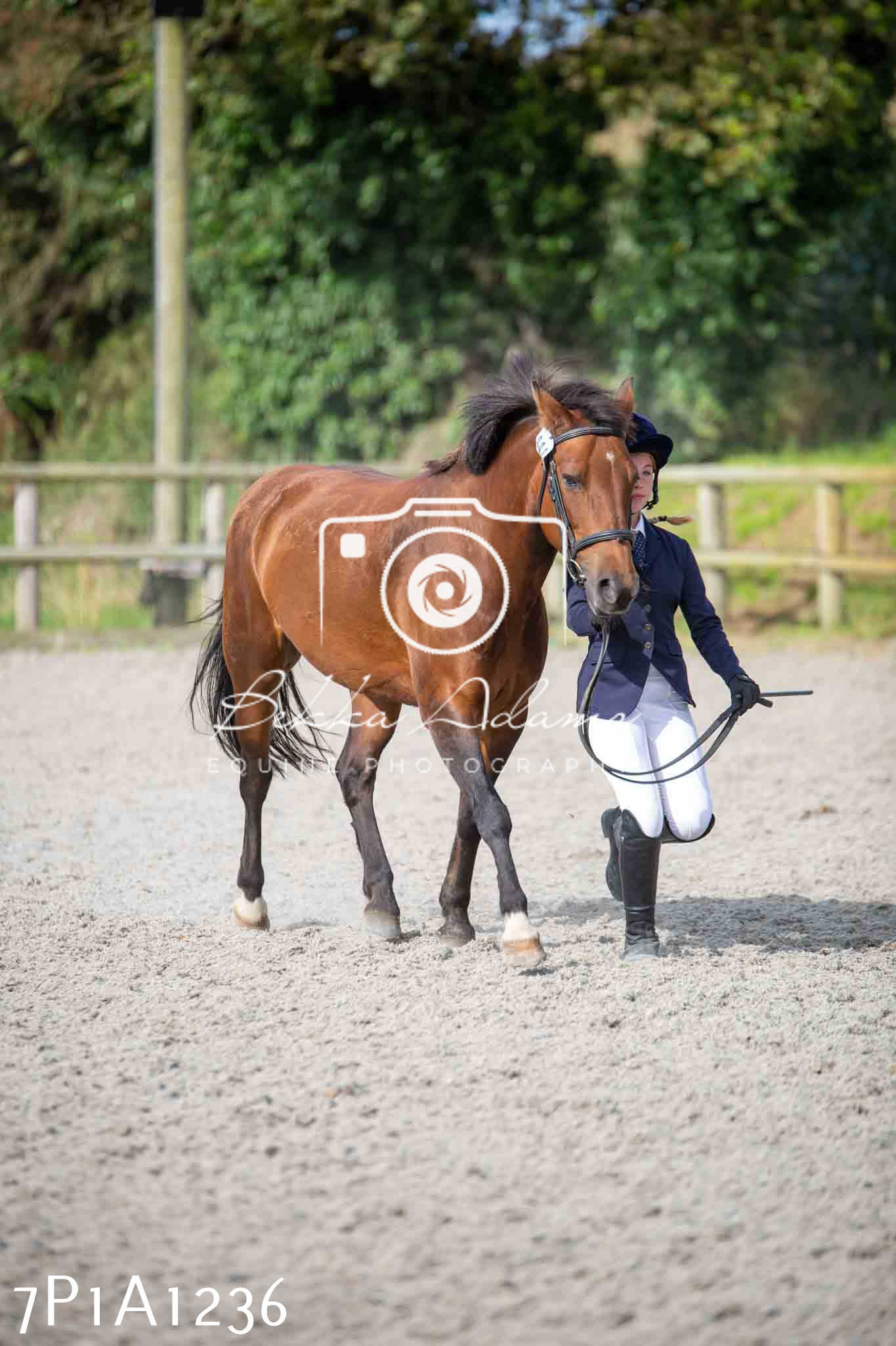 Home Farm Annual Show - Inhand Showing 19th August 2023
