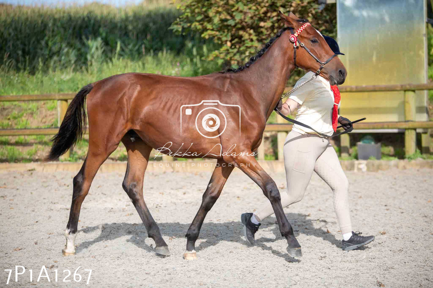 Home Farm Annual Show - Inhand Showing 19th August 2023