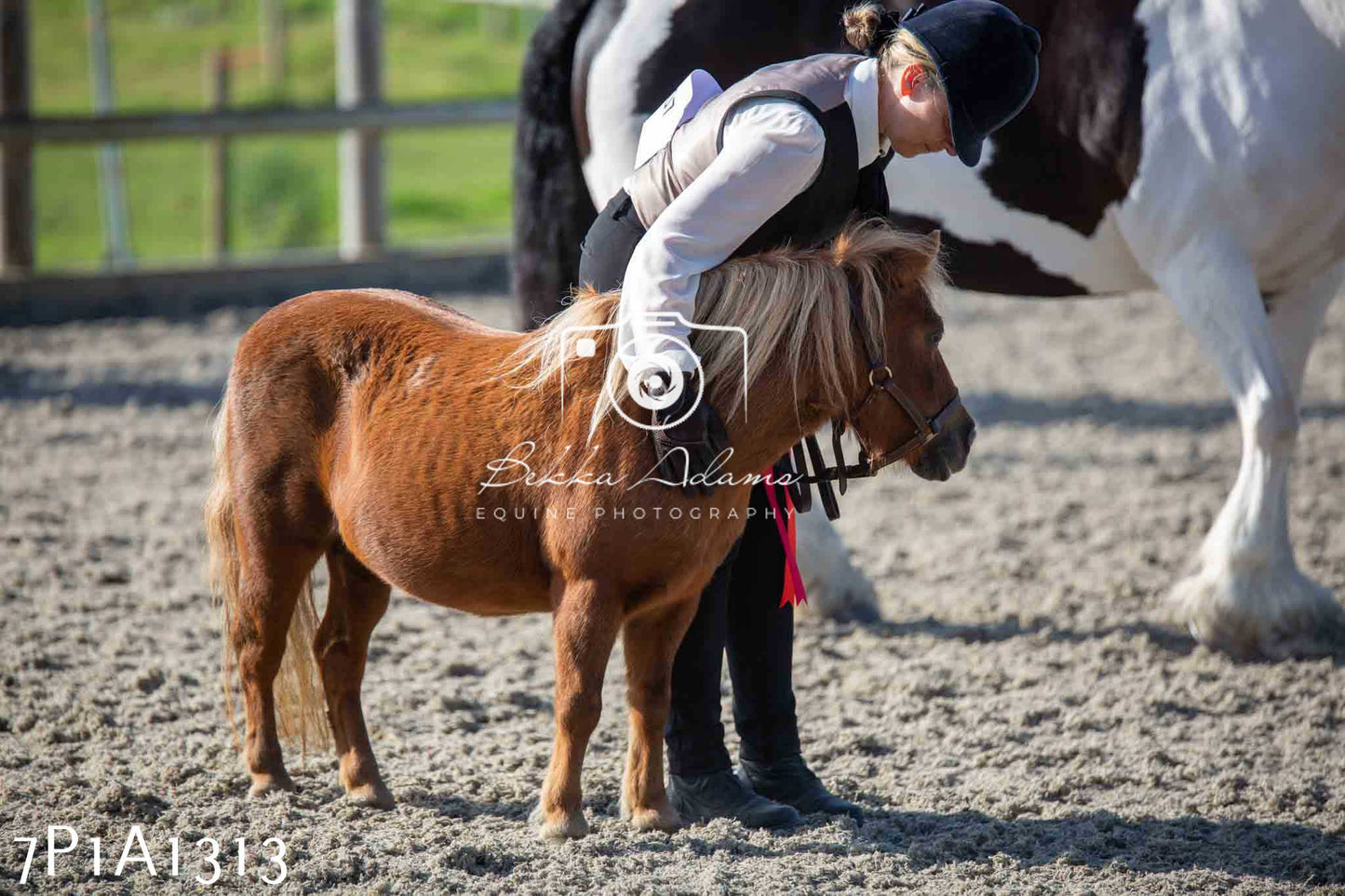 Home Farm Annual Show - Inhand Showing 19th August 2023