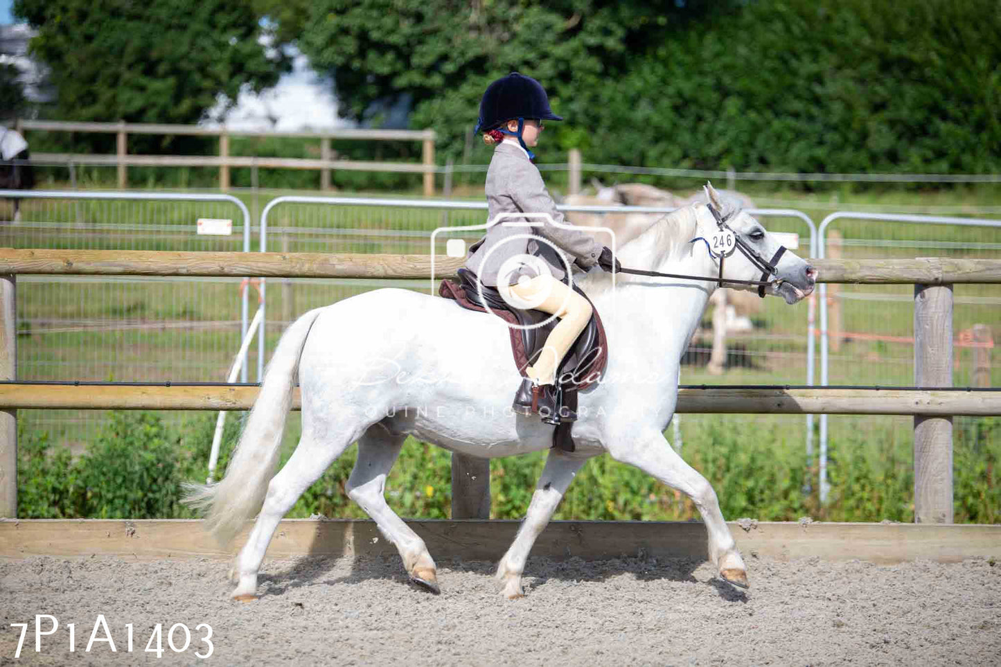 Home Farm Annual Show -Ridden Showing 20th August 2023