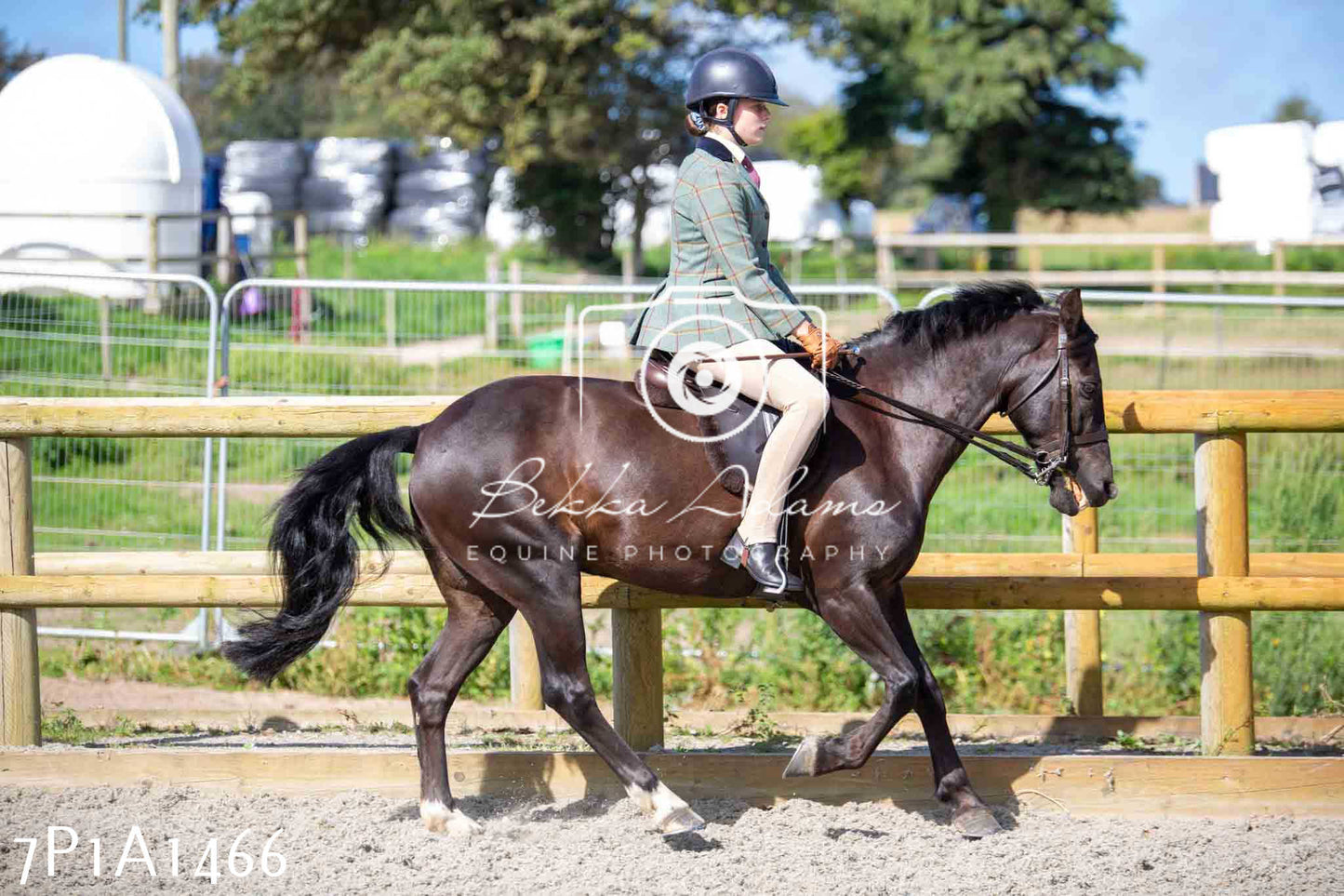 Home Farm Annual Show -Ridden Showing 20th August 2023