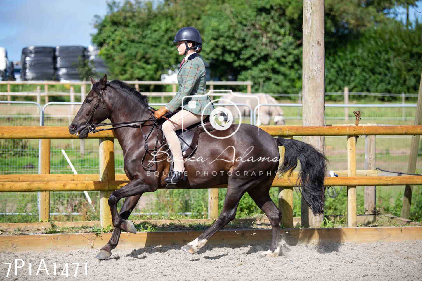Home Farm Annual Show -Ridden Showing 20th August 2023